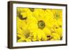 Floral Pop V-Donnie Quillen-Framed Art Print