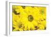 Floral Pop V-Donnie Quillen-Framed Art Print