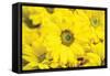 Floral Pop V-Donnie Quillen-Framed Stretched Canvas