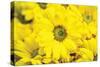 Floral Pop V-Donnie Quillen-Stretched Canvas