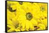 Floral Pop V-Donnie Quillen-Framed Stretched Canvas