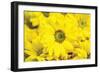 Floral Pop V-Donnie Quillen-Framed Premium Giclee Print