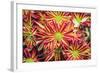 Floral Pop VI-Donnie Quillen-Framed Art Print