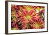 Floral Pop VI-Donnie Quillen-Framed Art Print
