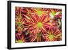 Floral Pop VI-Donnie Quillen-Framed Art Print