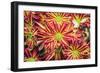 Floral Pop VI-Donnie Quillen-Framed Premium Giclee Print