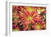 Floral Pop VI-Donnie Quillen-Framed Premium Giclee Print