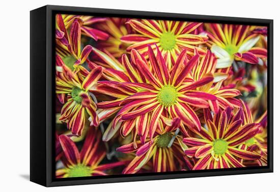 Floral Pop VI-Donnie Quillen-Framed Stretched Canvas