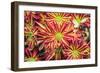 Floral Pop VI-Donnie Quillen-Framed Art Print