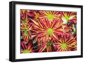 Floral Pop VI-Donnie Quillen-Framed Art Print