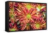 Floral Pop VI-Donnie Quillen-Framed Stretched Canvas