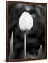 Floral Portrait III-Jeff Pica-Framed Art Print