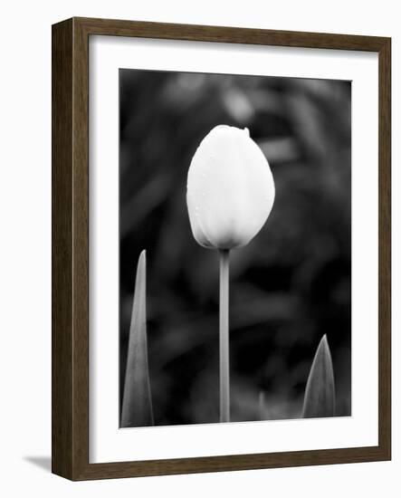 Floral Portrait III-Jeff Pica-Framed Art Print