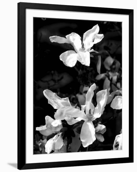 Floral Portrait VI-Jeff Pica-Framed Art Print