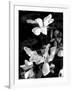 Floral Portrait VI-Jeff Pica-Framed Art Print