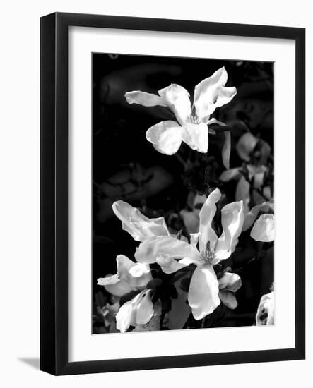 Floral Portrait VI-Jeff Pica-Framed Art Print