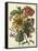 Floral Posy I-Giovanni Ferrari-Framed Stretched Canvas