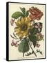 Floral Posy I-Giovanni Ferrari-Framed Stretched Canvas