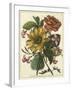 Floral Posy I-Giovanni Ferrari-Framed Art Print