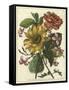 Floral Posy I-Giovanni Ferrari-Framed Stretched Canvas