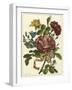 Floral Posy II-Giovanni Ferrari-Framed Art Print