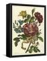 Floral Posy II-Giovanni Ferrari-Framed Stretched Canvas