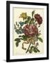 Floral Posy II-Giovanni Ferrari-Framed Art Print