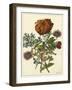 Floral Posy III-Giovanni Ferrari-Framed Art Print