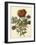 Floral Posy III-Giovanni Ferrari-Framed Art Print