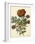 Floral Posy III-Giovanni Ferrari-Framed Art Print