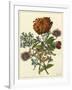 Floral Posy III-Giovanni Ferrari-Framed Art Print