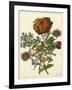 Floral Posy III-Giovanni Ferrari-Framed Art Print