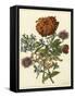 Floral Posy III-Giovanni Ferrari-Framed Stretched Canvas