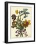 Floral Posy IV-Giovanni Ferrari-Framed Art Print