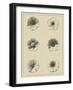 Floral Rosette I-Vision Studio-Framed Art Print
