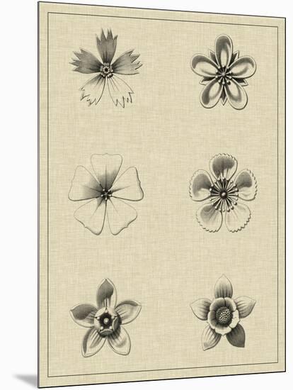Floral Rosette II-Vision Studio-Mounted Art Print