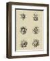 Floral Rosette III-Vision Studio-Framed Art Print