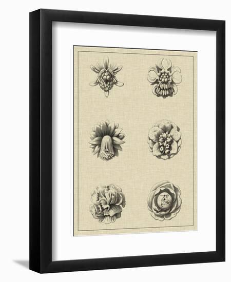 Floral Rosette III-Vision Studio-Framed Art Print