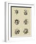 Floral Rosette III-Vision Studio-Framed Art Print