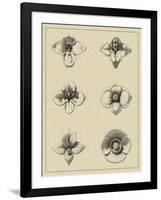 Floral Rosette IV-Vision Studio-Framed Art Print