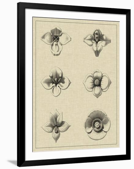 Floral Rosette IV-Vision Studio-Framed Art Print