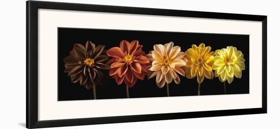 Floral Salute-Assaf Frank-Framed Art Print