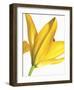 Floral Saturation I-Boyce Watt-Framed Giclee Print