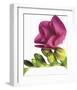 Floral Saturation II-Boyce Watt-Framed Giclee Print