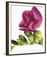 Floral Saturation II-Boyce Watt-Framed Giclee Print