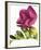 Floral Saturation II-Boyce Watt-Framed Giclee Print