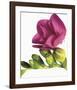 Floral Saturation II-Boyce Watt-Framed Giclee Print