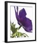 Floral Saturation III-Boyce Watt-Framed Giclee Print