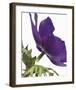 Floral Saturation III-Boyce Watt-Framed Giclee Print