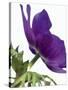 Floral Saturation III-Boyce Watt-Stretched Canvas